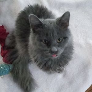 Meet your Posher, Donut